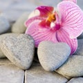 Orchid and stoneheart Royalty Free Stock Photo