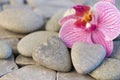 Orchid and stoneheart Royalty Free Stock Photo