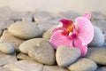 Orchid and stoneheart Royalty Free Stock Photo