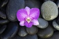 Orchid and stones