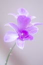 Misty Orchid