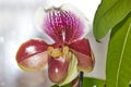 Orchid toghether with two green leaves