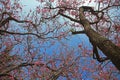 Orchid Tree(Bauhinia Variegata) Royalty Free Stock Photo