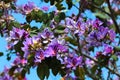 Orchid tree, or Bauhinia variegata flowers in blossom at springtime Royalty Free Stock Photo