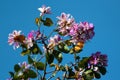 Orchid tree, or Bauhinia variegata flowers in blossom at springtime Royalty Free Stock Photo