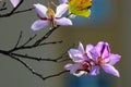 Orchid tree, or Bauhinia variegata flowers in blossom at springtime Royalty Free Stock Photo