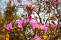 Orchid tree, or Bauhinia variegata flowers in blossom at springtime Royalty Free Stock Photo