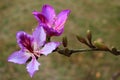 Orchid tree, or Bauhinia variegata flowers in blossom at springtime Royalty Free Stock Photo