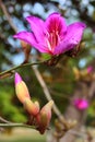 Orchid tree, or Bauhinia variegata flowers in blossom at springtime Royalty Free Stock Photo