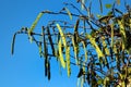 Orchid tree, or Bauhinia variegata pods at summertime Royalty Free Stock Photo