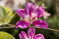 Orchid tree, Purple orchid tree, Butterfly tree, Purple bauhinia, Hong kong orchid tree,Flowers