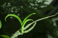 An orchid tree rebirth from an old dying branch