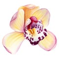 Orchid, Tropical flower on isolated white background, watercolor botanical illustration Royalty Free Stock Photo