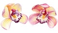 Set Orchids, tropical flowers on isolated white background, watercolor illustration
