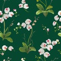 Orchid Tropical Leaves and Flowers Background. Seamless Pattern