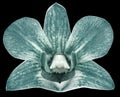 Orchid turquoise flower, black isolated background with clipping path. Closeup. no shadows. for design.