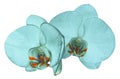 Orchid turquoise flower isolated on white background with clipping path. Closeup. Turquoise phalaenopsis flower with orange-v Royalty Free Stock Photo