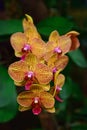 Orchid Type Phalaenopsis Baldans Kaleidoscope Golden Treasure