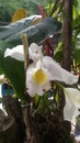 Orchid Under the rain. Nature enriches us