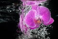 Orchid under water