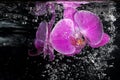 Orchid under water