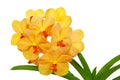 Orchid vanda Royalty Free Stock Photo