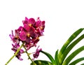 Orchid, Vanda sanderiana, considered as the Queen of Philippine