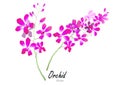 Orchid ,vector illustration