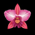 Orchid vector