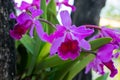 Orchid violated colors in Thailand Royalty Free Stock Photo