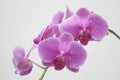 Orchid Water Drops