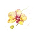 Orchid watercolor drawing of a Phalaenopsis flower, for decorating cards, invitation