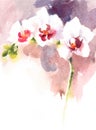 Orchid Watercolor Flowers Illustration Hand Painted