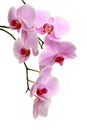 Orchid on White