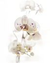 Orchid on white blackbackground Royalty Free Stock Photo