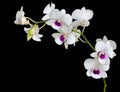 Orchid Royalty Free Stock Photo