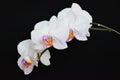 Orchid Royalty Free Stock Photo