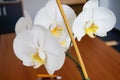 White Orchid flower close up large blossoms