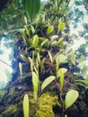 An orchid wrapped around a Rambutan tree