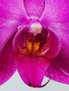 Orchid's Pollinia Column Labellum