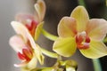 Orchid yellow