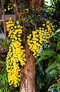Orchid yellow blossom or dendrobium lindleyi steud with water drops hanging on tree
