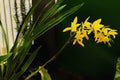 Orchid yellow flower beauty palnt Royalty Free Stock Photo