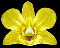 Orchid yellow flower, black isolated background with clipping path. Closeup. no shadows. for design. Royalty Free Stock Photo