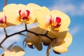 Orchid yellow flower Royalty Free Stock Photo