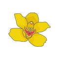 Orchid yellow flower, cymbidium, isolated on white background. Vector illustration.