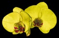 Orchid yellow flower isolated on black background with clipping path. Closeup. Purple phalaenopsis flower with orange-violet Royalty Free Stock Photo