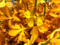 Orchid Yellow Flower Portrait A beautiful tropical flower