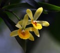 Orchid in Yellow and Orange colur