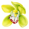 Orchid, Yellow Tropical flowers set on isolated white background, watercolor botanical illustration Royalty Free Stock Photo